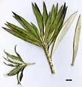 SpeciesSub: var. inermis